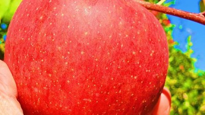 🍎 햇살 가득 머금은 경북 홍로사과, 지금 바로 만나봐요!